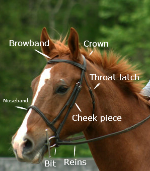 Parts of the Bridle
