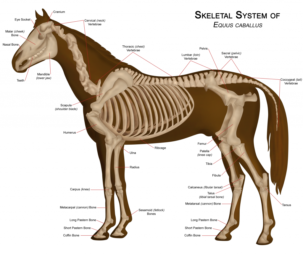 » Horse Skeletal Structure White Oak Stables