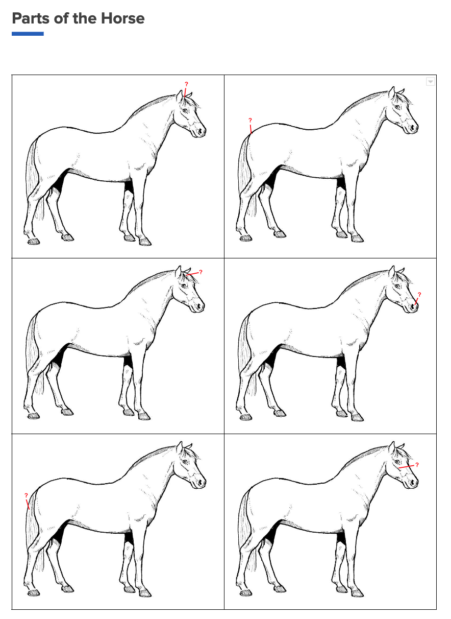 Parts of the Horse – Flash Cards