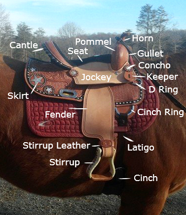 » Parts of the Saddle | White Oak Stables