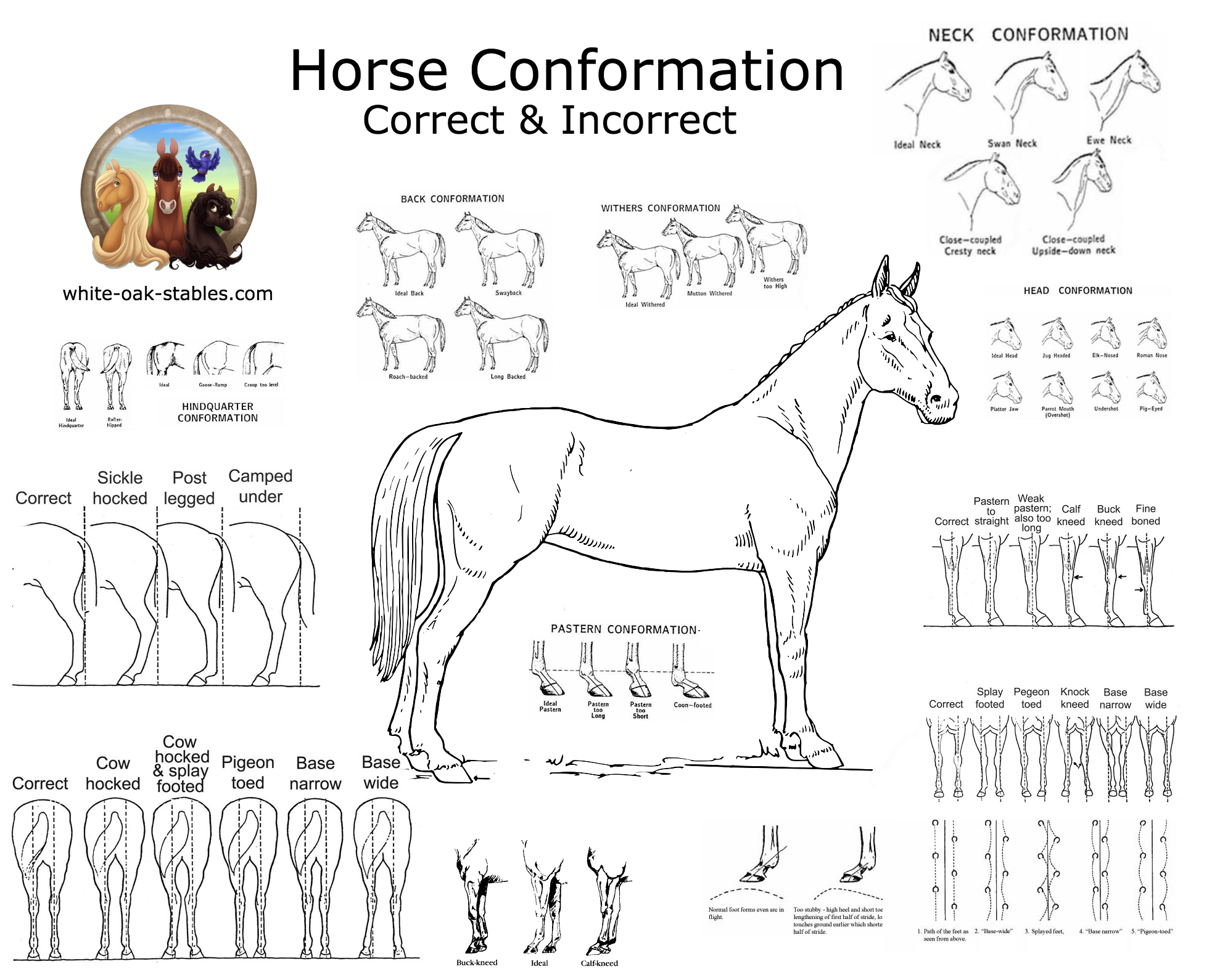 Visual: Horse Conformation