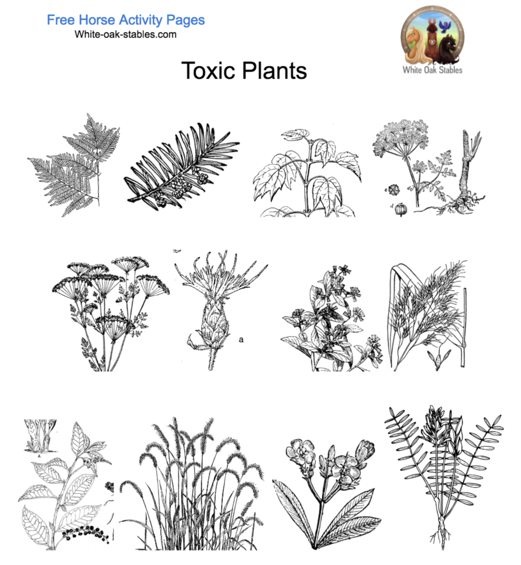 Poisonous Plants – 12 Activity Pages