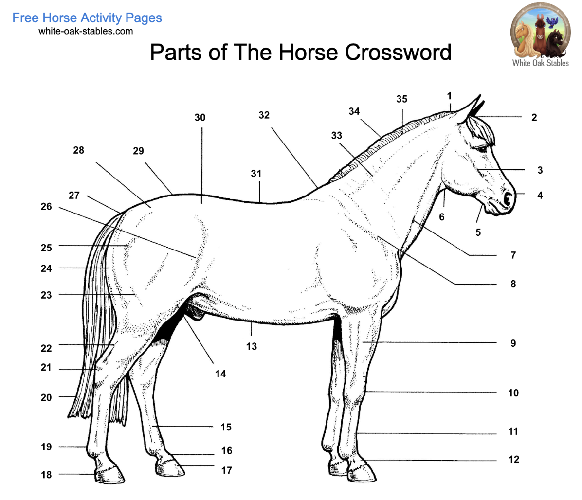 Parts of the Horse Crossword – Activity Page