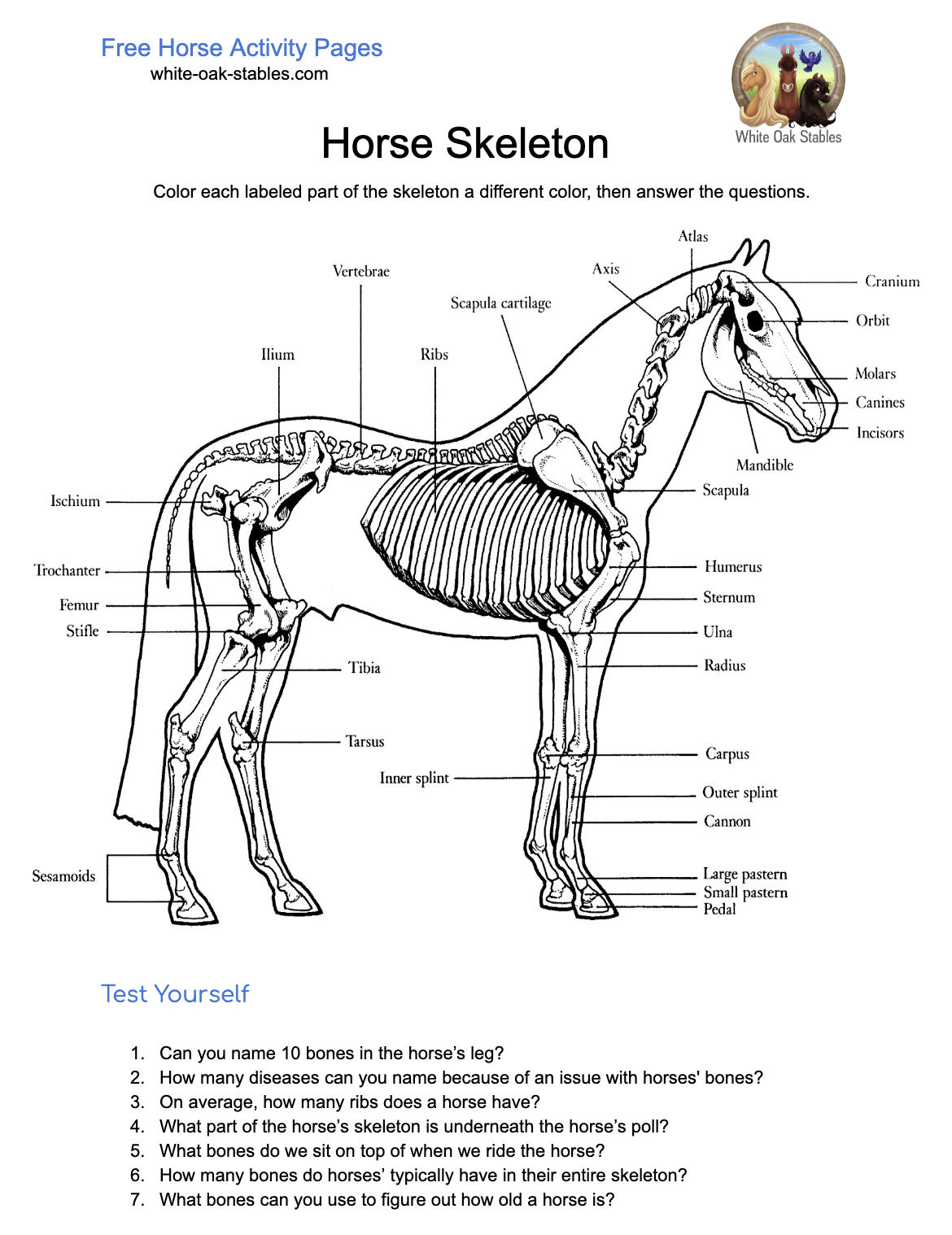 Horse Skeleton Activity Pages